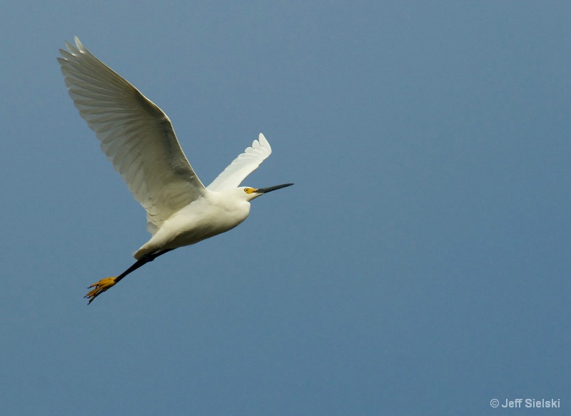 Up In The Sky!!!!   Egret In Flight 