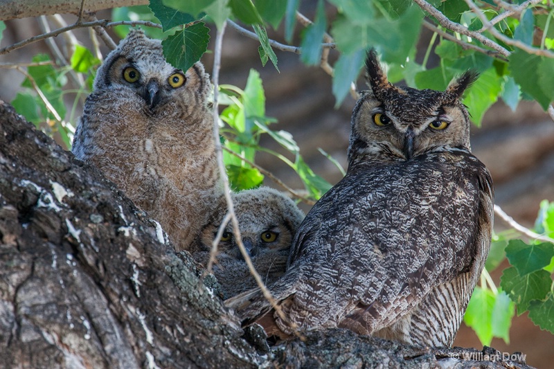 img 0094 - ID: 14899021 © William Dow