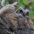© William Dow PhotoID # 14899024: img 9823