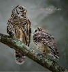Mama and Baby