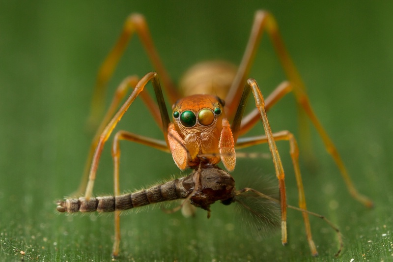 Ant mimic jumping spider