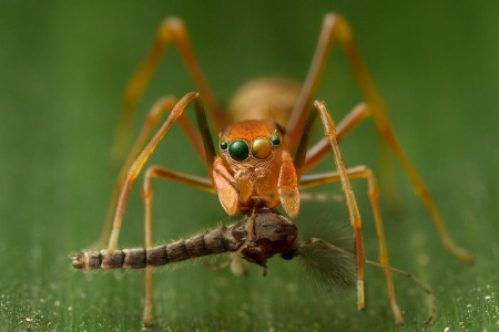 Ant mimic jumping spider