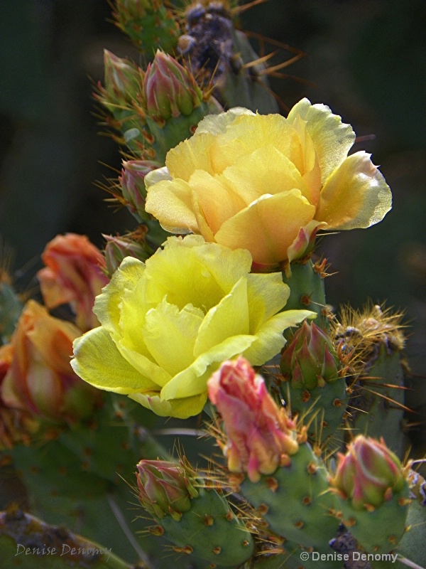 BLOOMS ON A PRICKLY PEAR CACTUS