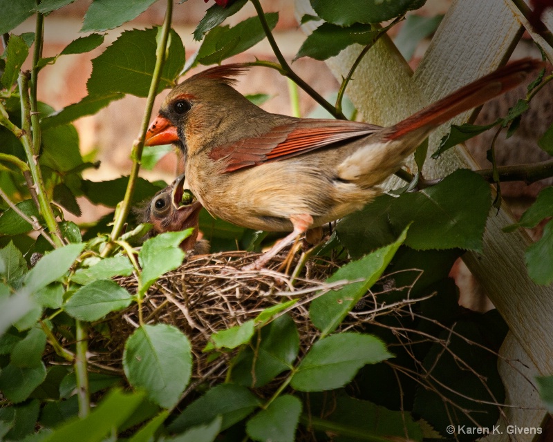 Feeding Baby Cardinal