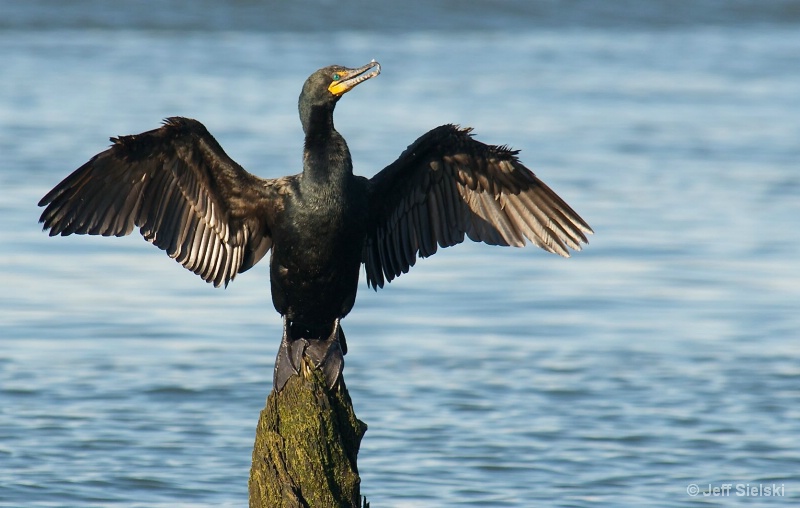 Taken In Some Sun!!!  Cormorant