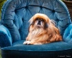 Royal Blue Chair