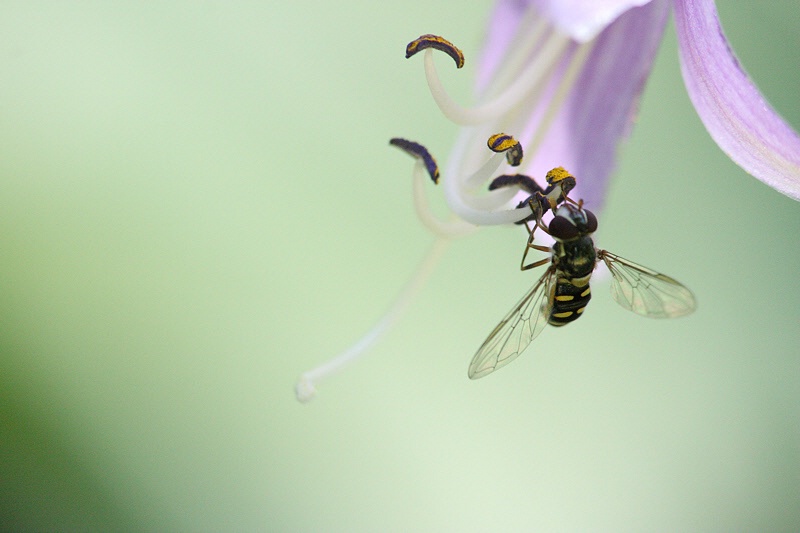 An hosta’s flower visitor