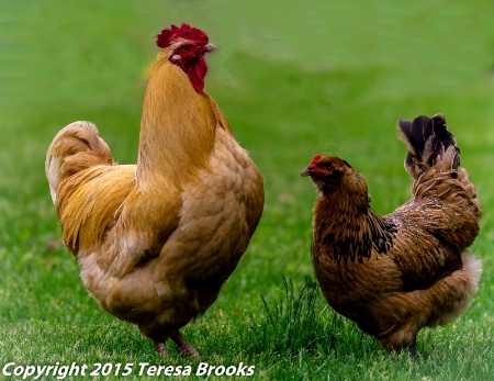 rooster  2