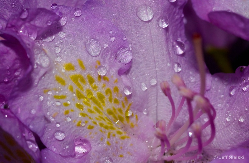 Water & Flower- The Color Purple!!