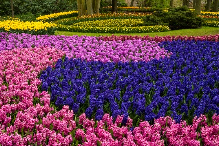 Beauty at Keukenhof