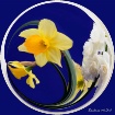 Daffodil abstract