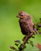 Baby Cardinal