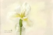 Plain White Iris