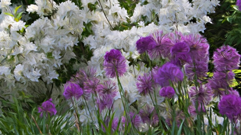 Clouds of White Azaleas and Masses of Purple Allia