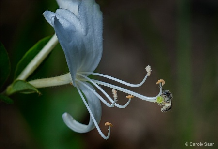 Wild Honeysuckle and Baby Bee