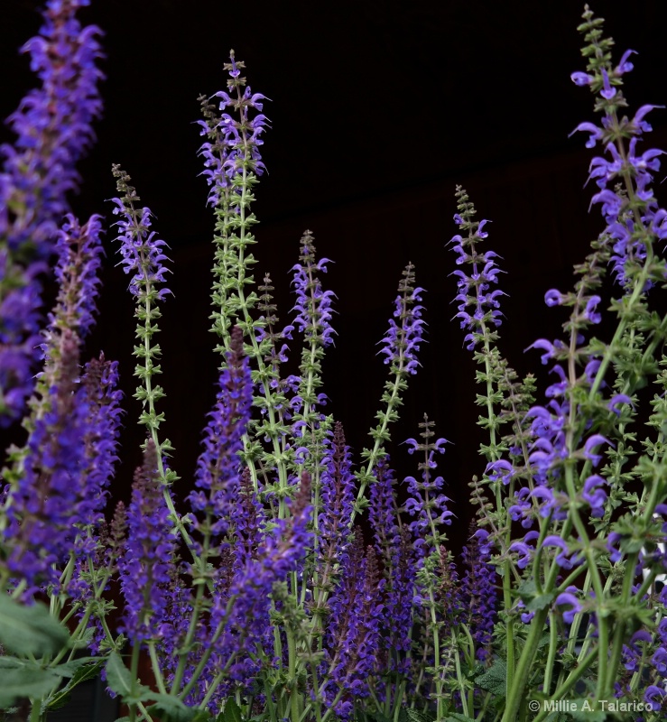 Perennial Salvia