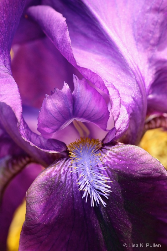 Iris Sunrise