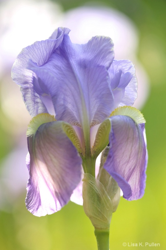 Lavender Lady