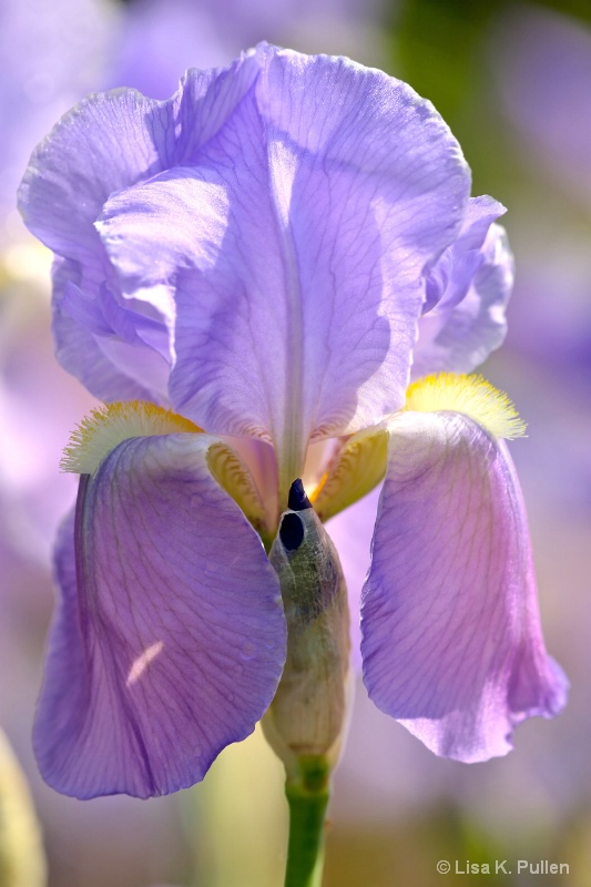 Iris Morning