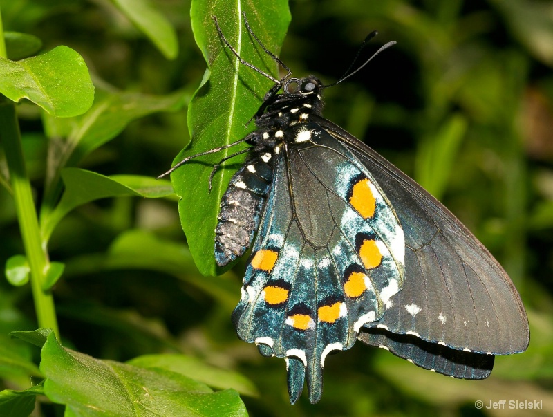 Just Hangin Around!!  Spicebush Swallowtail 