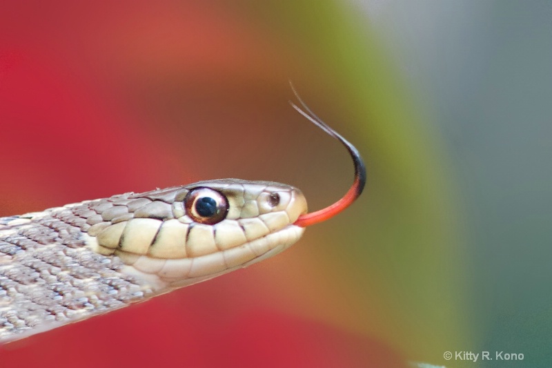 Snake Tongue - ID: 14900142 © Kitty R. Kono