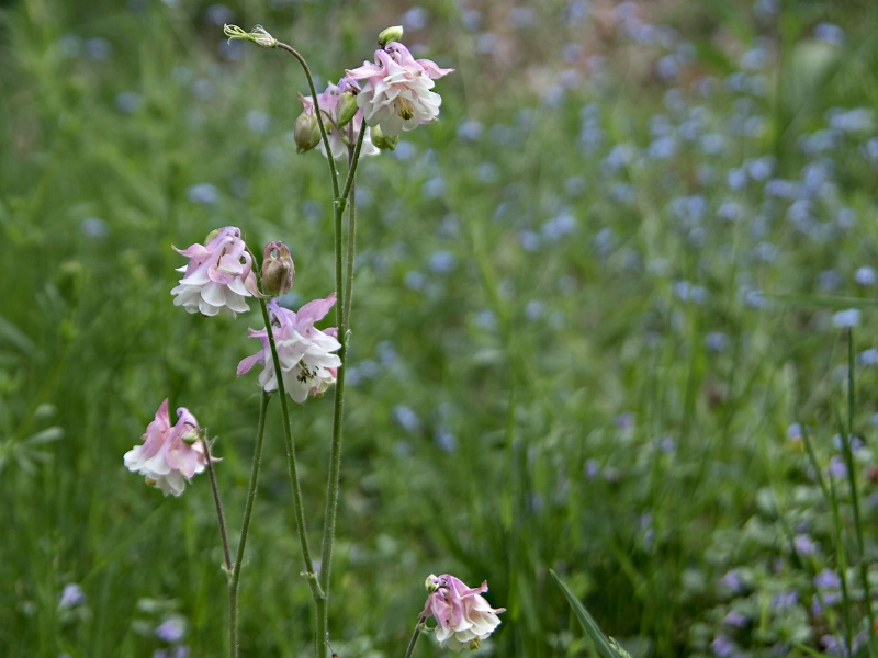 Columbines amid Wildflowers