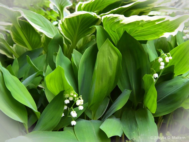 Lily-of-the-valley(Convallaria majalis) with Hosta - ID: 14900236 © Sibylle G. Mattern