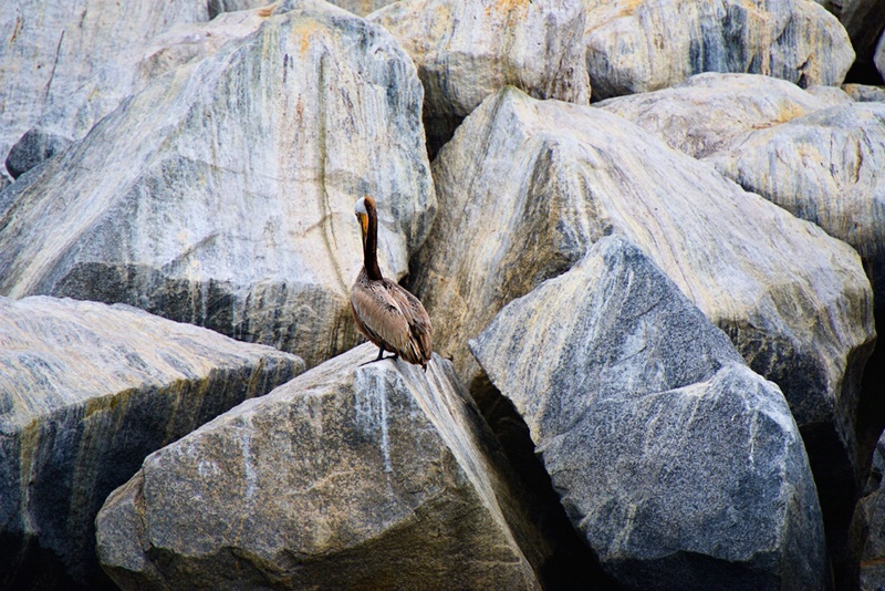 Pelican on the Rocks
