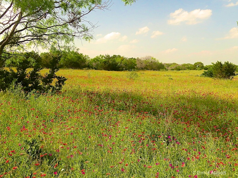 Field of Texas wild flowers