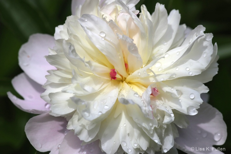 Peony Bloom