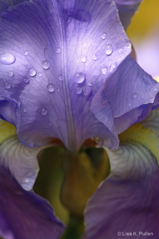 ~Iris Spring~