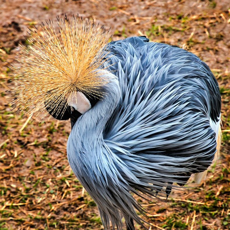 Grey Crowned Crane