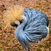 Grey Crowned Cran...