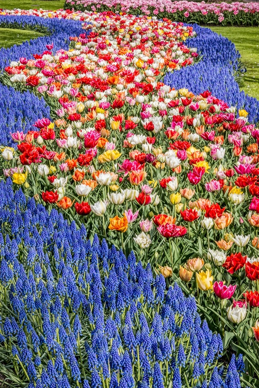 River of Tulips