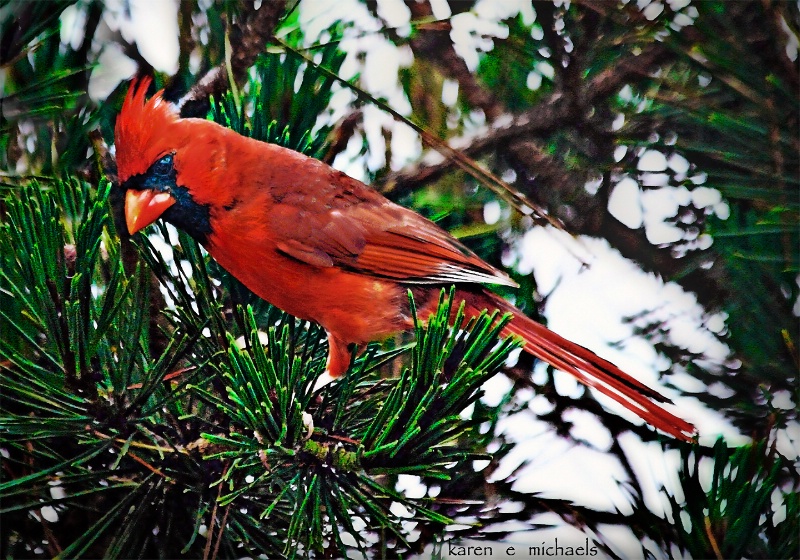 cardinal on evergreen - ID: 14900345 © Karen E. Michaels