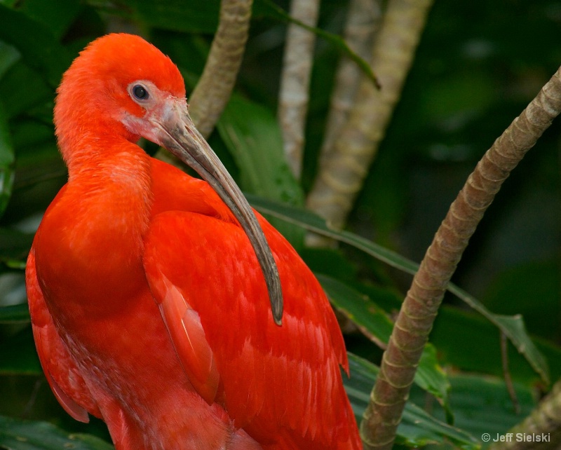 I Am A Little Shy!!!   Scarlet Ibis 