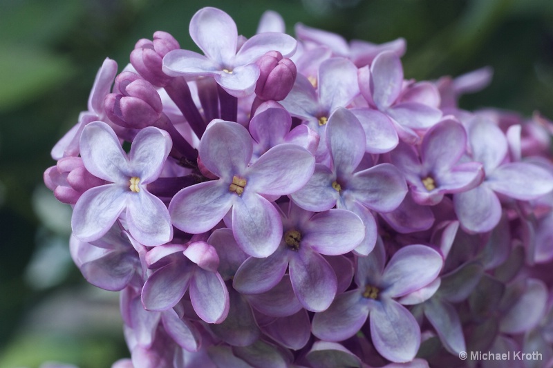 Lilacs in the Evening