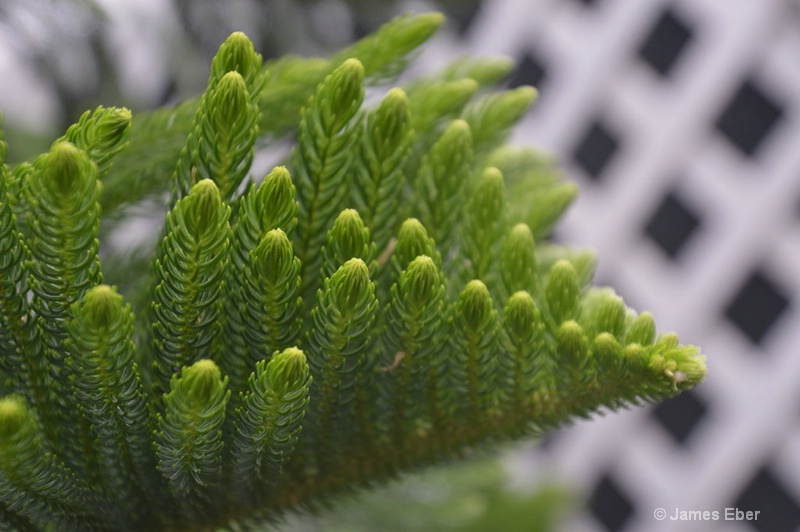 pine detail