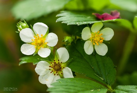 Common Strawberry