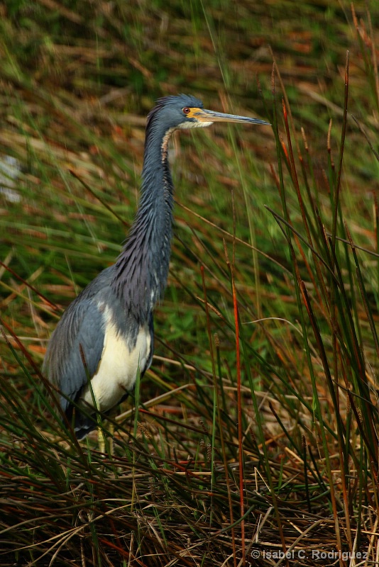 TriColored Heron - River of Grass