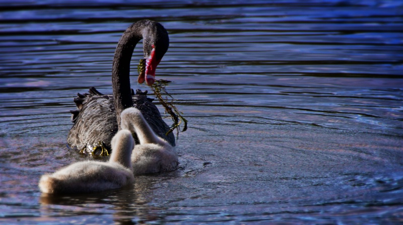 Swans at Styx Mill