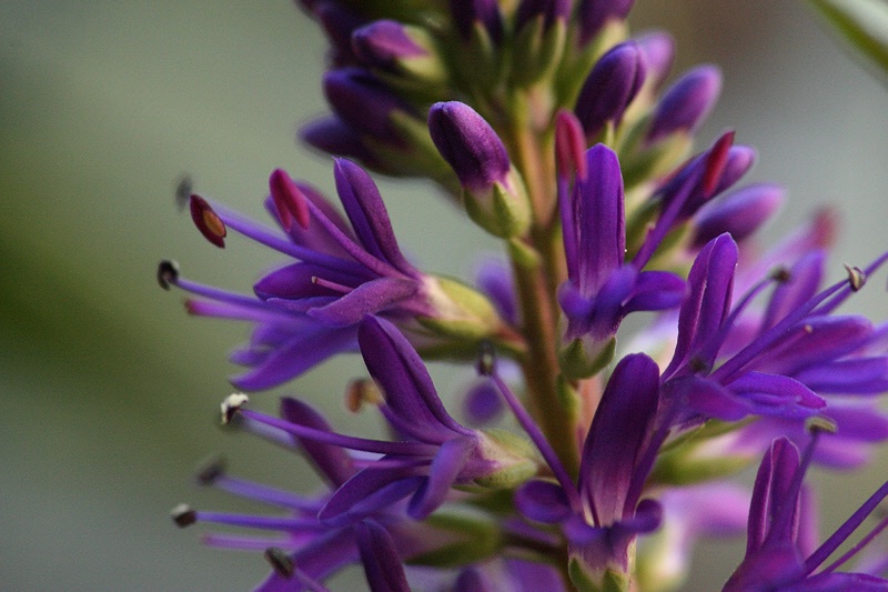 Purple hebe close-up