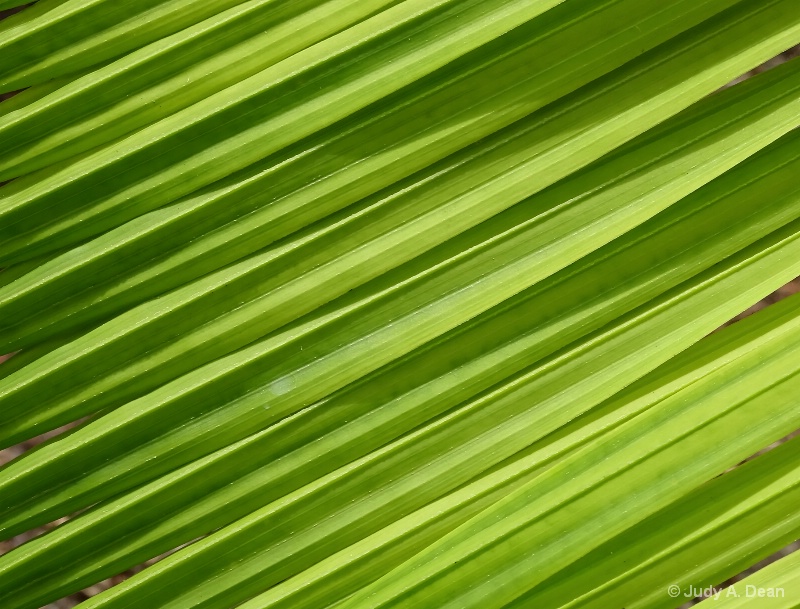 Palm leaf