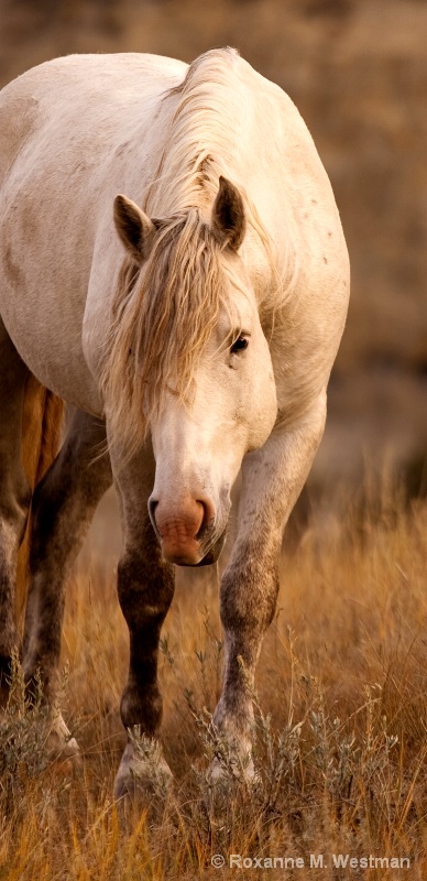 Wild Horse Gray Ghost - ID: 14902395 © Roxanne M. Westman