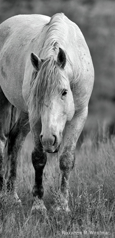 Wild Horse Gray Ghost BW - ID: 14902396 © Roxanne M. Westman