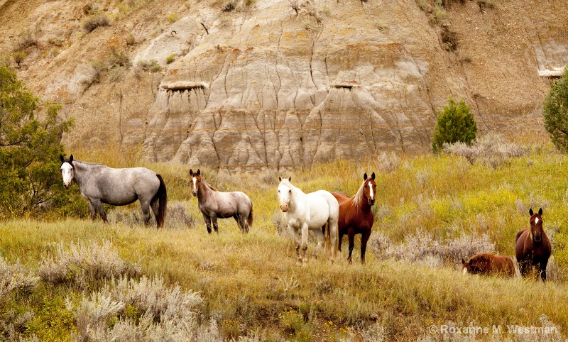 Wild Horses in Valley