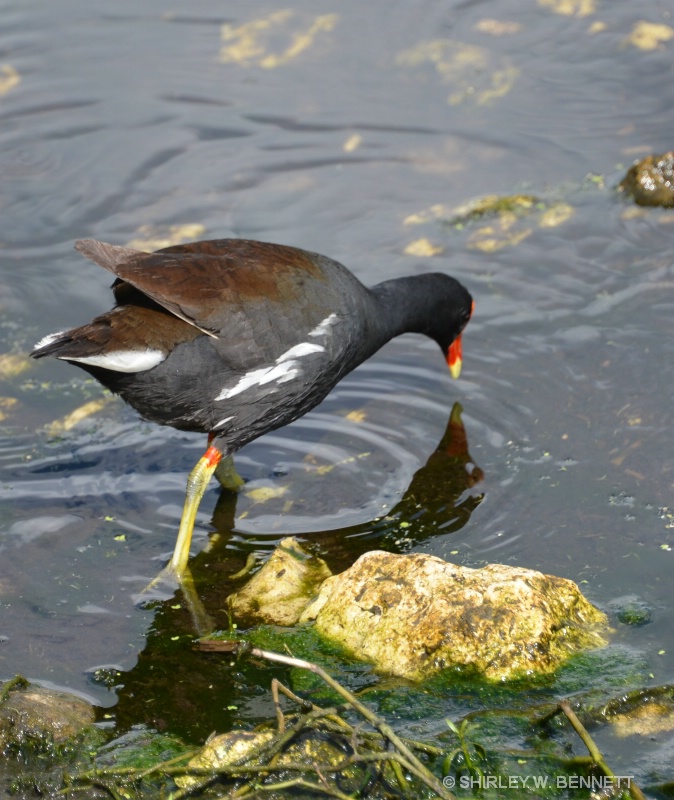 COMMON GALLINULE - ID: 14902593 © SHIRLEY MARGUERITE W. BENNETT