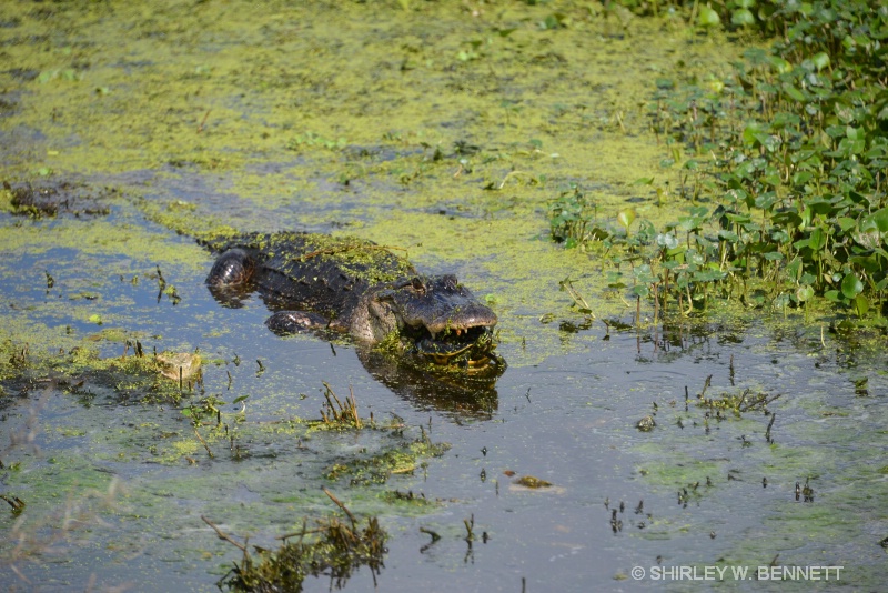 LAST SHOT BEFORE THE GATOR WENT INTO GROWTH IN WAT - ID: 14902602 © SHIRLEY MARGUERITE W. BENNETT