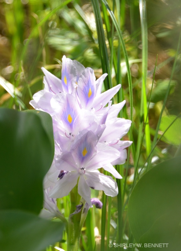 WATER HYACINTH - ID: 14902622 © SHIRLEY MARGUERITE W. BENNETT