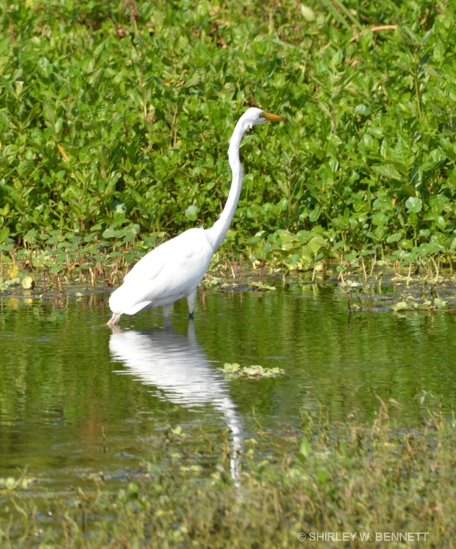 A HERON STIRS ITS REFLECTION - ID: 14902644 © SHIRLEY MARGUERITE W. BENNETT